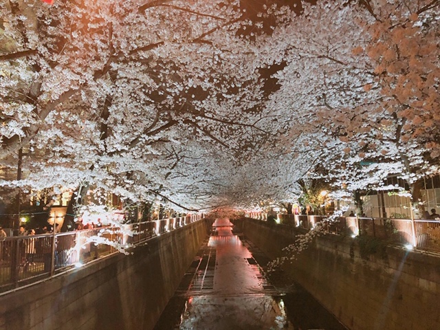 さこ